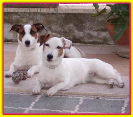 Virgola, Jack Russell Terrier
