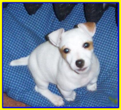 Wally, Jack Russell Terrier