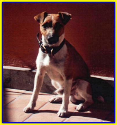 Watson, Jack Russell Terrier