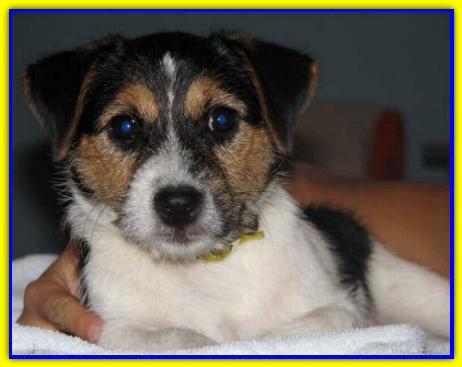 William, Jack Russell Terrier