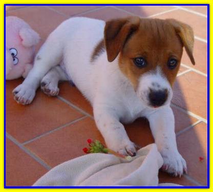 Willy, Jack Russell Terrier