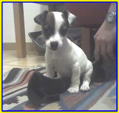 Willy, Jack Russell Terrier