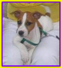 Willy, Jack Russell Terrier
