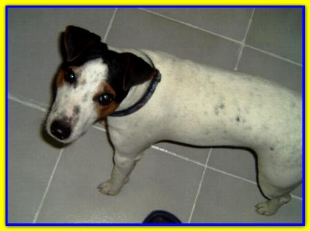 Wlily, Jack Russell Terrier