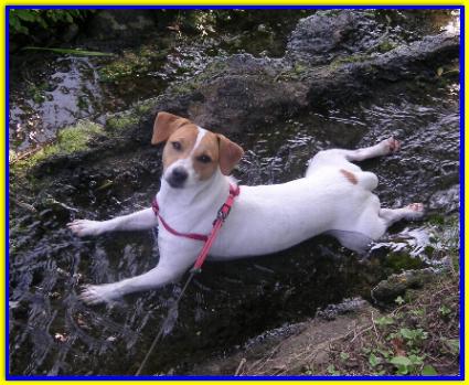 Woody, Jack Russell Terrier