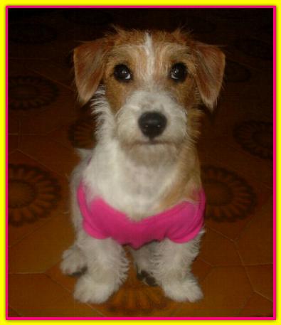 Zampa Laska, Jack Russel Terrier