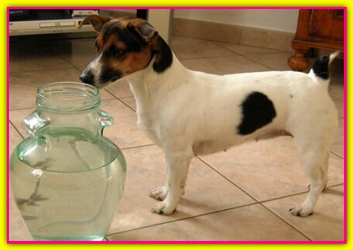 Zara, Jack Russell Terrier