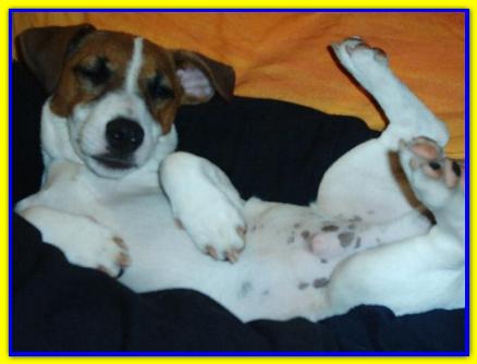 Zed, Jack Russell Terrier