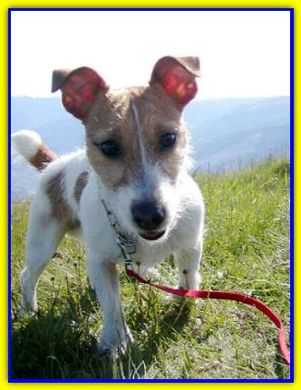 Ziggie, Jack Russell Terrier