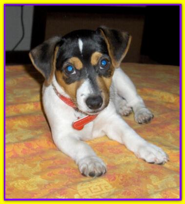 Zizou, Jack Russell Terrier