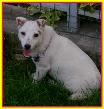 Zucca, Jack Russell Terrier