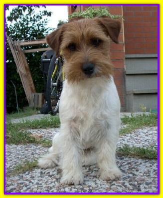 Ace Lantaka, Jack Russell