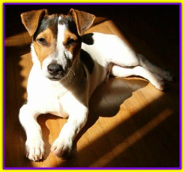 Achille, Jack Russell