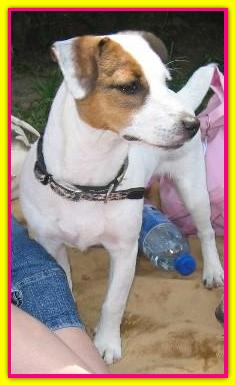 Agata, Jack Russell