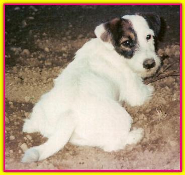 Agata, Jack Russell