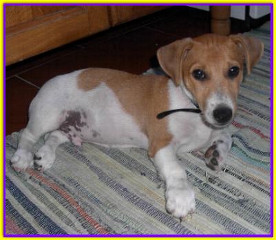 Aldo, Jack Russell
