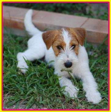 AlfaAlfa, Jack Russell