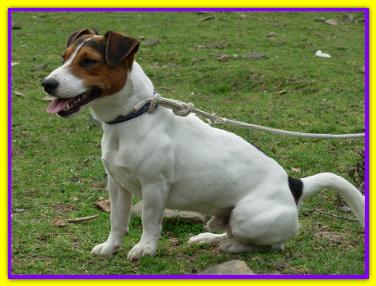 Al�, Jack Russell