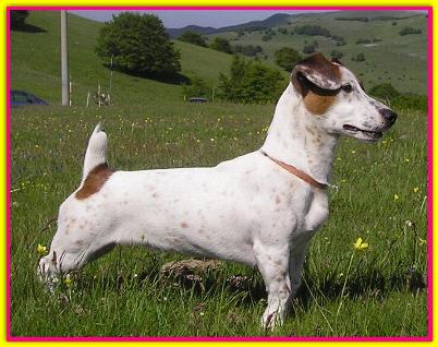 Alice, Jack Russell