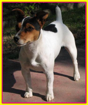 Ally, Jack Russell