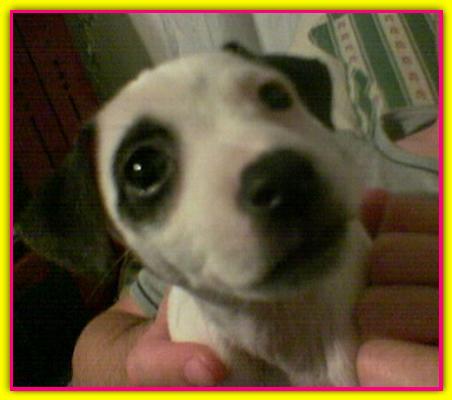 Alyss, Jack Russell