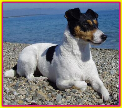 Ambra, Jack Russell