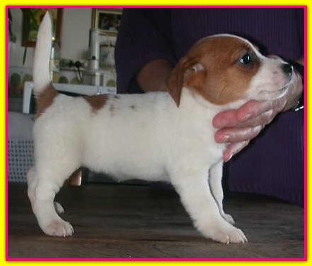 Anbeta, Jack Russell