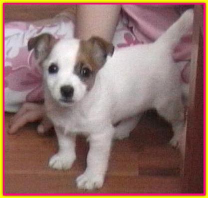 Angelina, Jack Russell