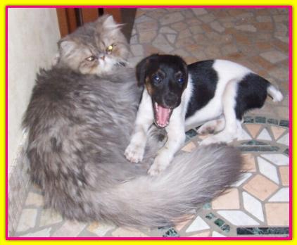Anja, Jack Russell
