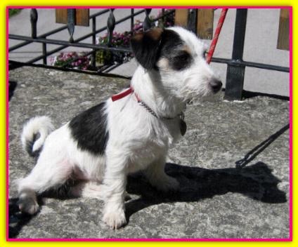 Anouk, Jack Russell