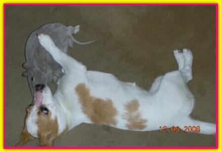 Apple, Jack Russell
