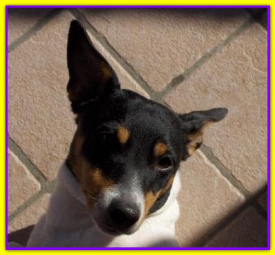 Aramis, Jack Russell