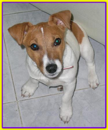 Ares, Jack Russell