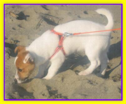 Argo, Jack Russell