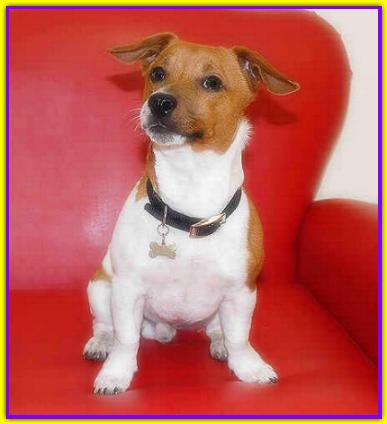 Art�, Jack Russell