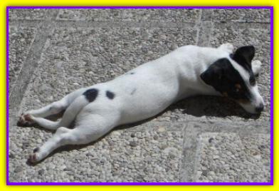 Art�, Jack Russell