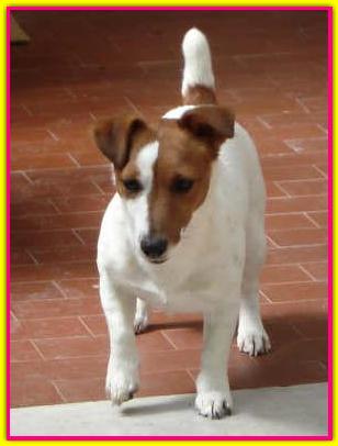 Arwen, Jack Russell