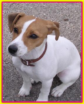 Asia, Jack Russell