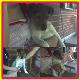 Audrey, Jack Russell