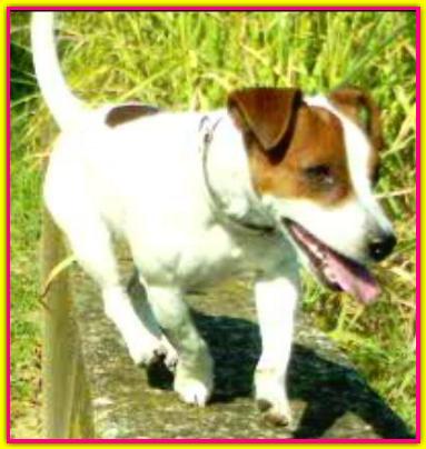 Babayaga, Jack Russell