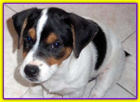 Bacco, Jack Russell