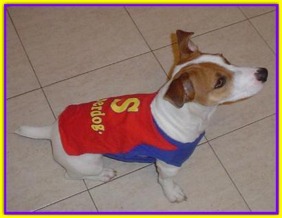 Bal�, Jack Russell