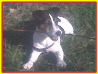 Bamb�, Jack Russell