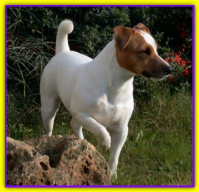 Baronetto, Jack Russell