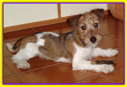 Batman, Jack Russell