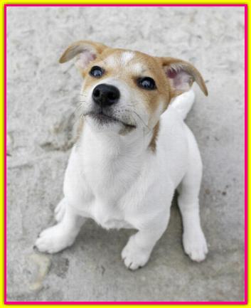 BB, Jack Russell