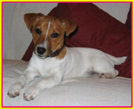 Bea, Jack Russell