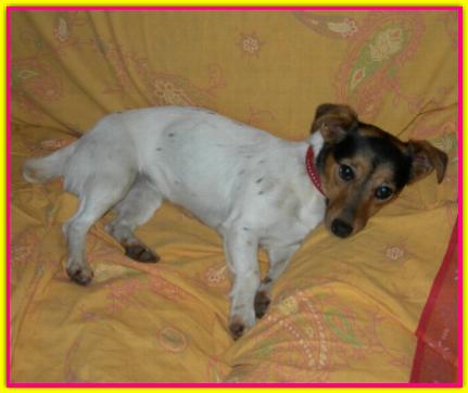 Bea, Jack Russell