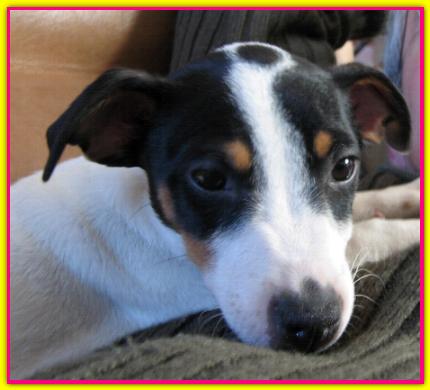 Bea, Jack Russell