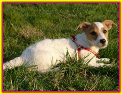 Bea, Jack Russell